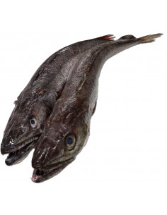 Merluza volanta 1,780Kg