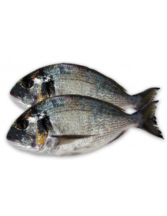 Dorada